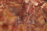 Polished, Petrified Wood (Araucarioxylon) - Arizona #193702-1